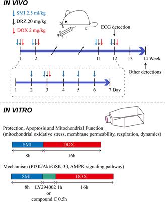 Shenmai Injection Protects Against Doxorubicin-Induced Cardiotoxicity via Maintaining Mitochondrial Homeostasis